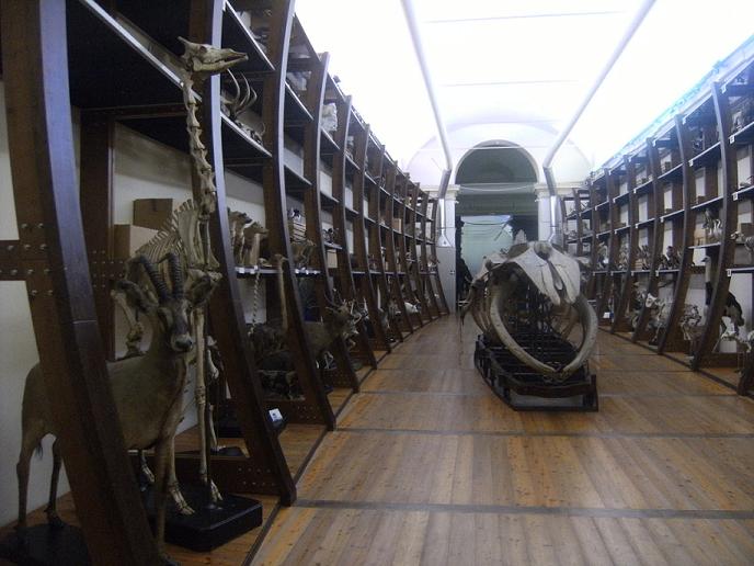 Museo regionale di scienze naturali (Torino)